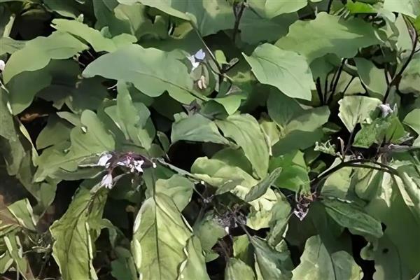 为什么茄子花针变短变黑，首先是营养供应不足所致