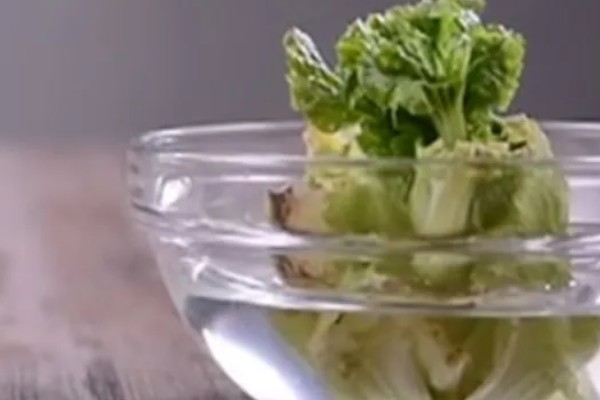 蔬菜白粉病的防治方法,发病初期可喷施粉锈宁等药物