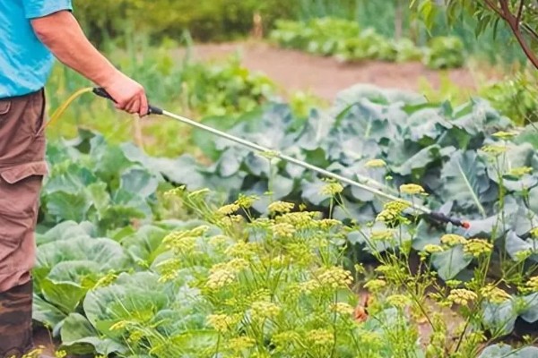 蔬菜白粉病的防治方法,发病初期可喷施粉锈宁等药物
