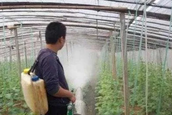 蔬菜白粉病的防治方法,发病初期可喷施粉锈宁等药物