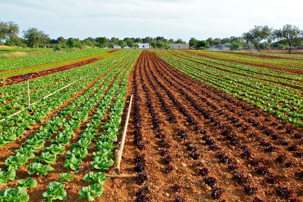 蔬菜白粉病的防治方法,发病初期可喷施粉锈宁等药物