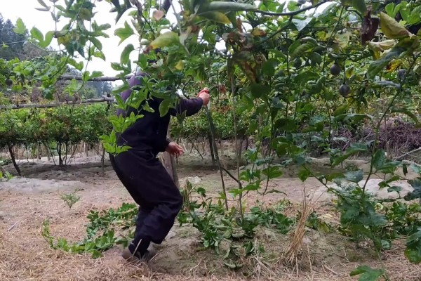 百香果如何种植，采收之后要及时进行修剪