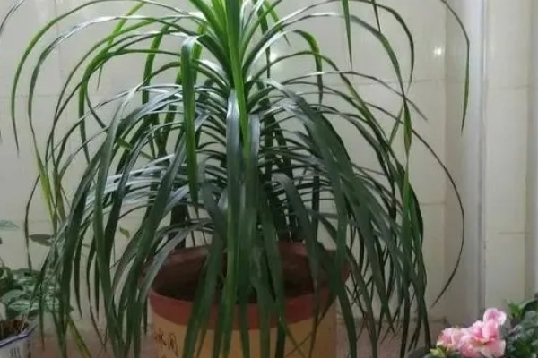 龙须兰有哪些寓意，代表延年益寿、家人健康长寿