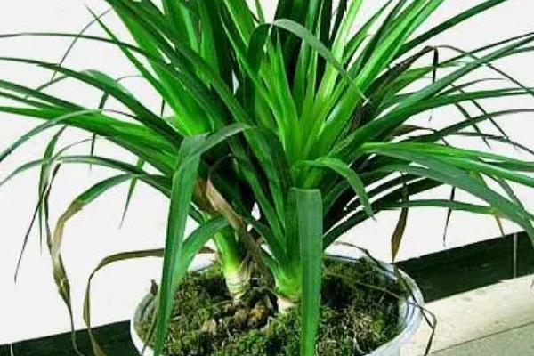 龙须兰有哪些寓意，代表延年益寿、家人健康长寿