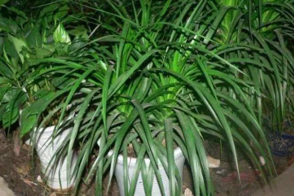 龙须兰有哪些寓意，代表延年益寿、家人健康长寿