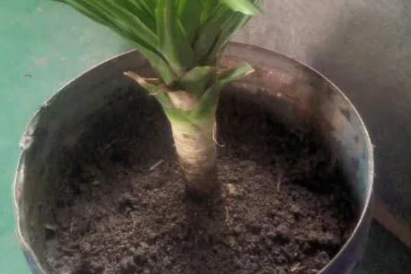 龙须兰有哪些寓意，代表延年益寿、家人健康长寿