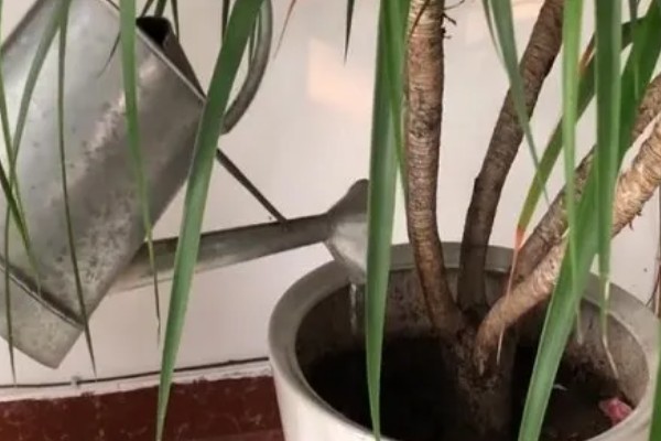 龙须兰有哪些寓意，代表延年益寿、家人健康长寿