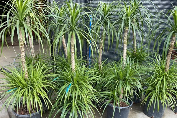 龙须兰有哪些寓意，代表延年益寿、家人健康长寿