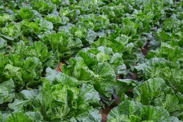 白菜的耐寒温度，温度降至-11℃左右时无法正常生长