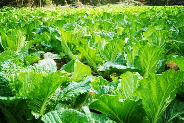 白菜的耐寒温度，温度降至-11℃左右时无法正常生长