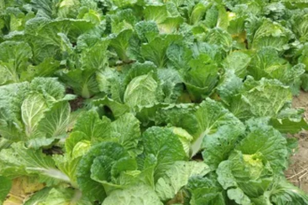 白菜的耐寒温度，温度降至-11℃左右时无法正常生长