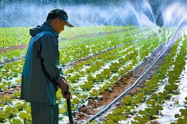 白菜的耐寒温度，温度降至-11℃左右时无法正常生长