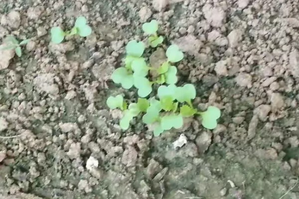 白菜的耐寒温度，温度降至-11℃左右时无法正常生长