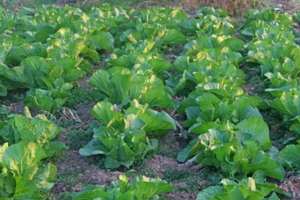 白菜的耐寒温度，温度降至-11℃左右时无法正常生长