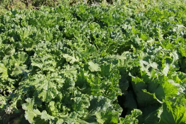 白菜的耐寒温度，温度降至-11℃左右时无法正常生长