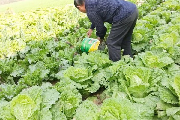 白菜的耐寒温度，温度降至-11℃左右时无法正常生长