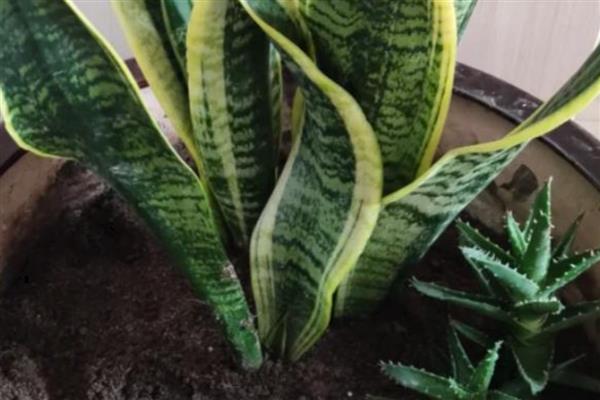 虎皮兰烂根如何处理，剪除腐烂部位消毒晾干后再重栽