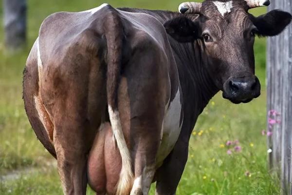 怎么鉴别母牛是否即将生产，会出现体质变强、尾部下垂等情况