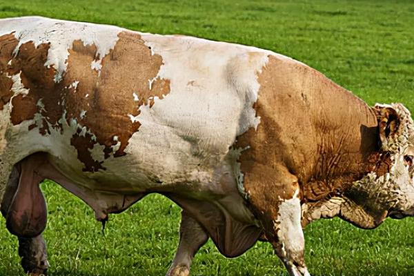 怎么鉴别母牛是否即将生产，会出现体质变强、尾部下垂等情况