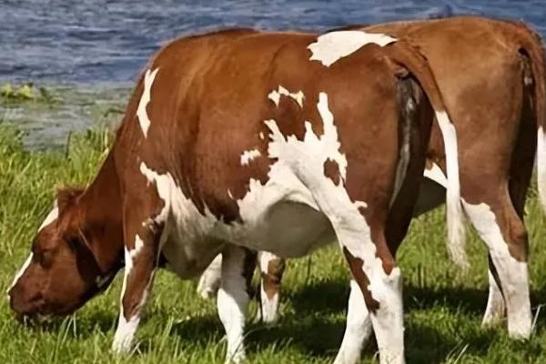 怎么鉴别母牛是否即将生产，会出现体质变强、尾部下垂等情况