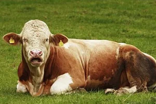 怎么鉴别母牛是否即将生产，会出现体质变强、尾部下垂等情况