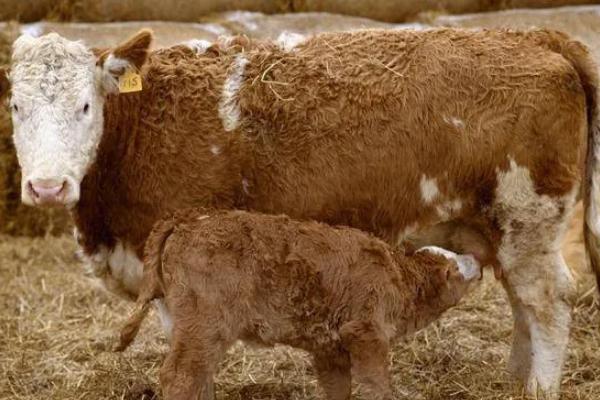 怎么鉴别母牛是否即将生产，会出现体质变强、尾部下垂等情况