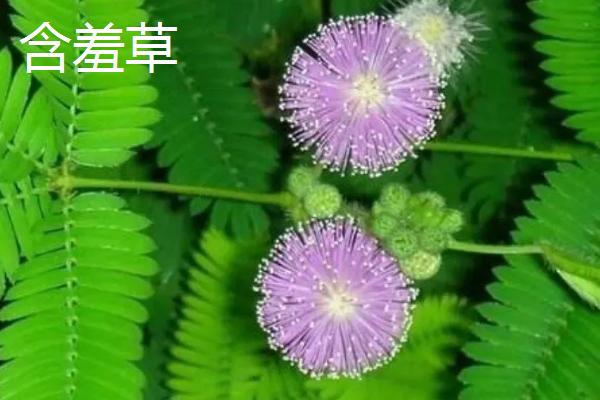 有哪些一天都在变化的植物，有向日葵、含羞草等