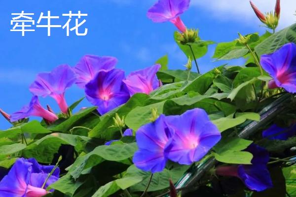 有哪些一天都在变化的植物，有向日葵、含羞草等