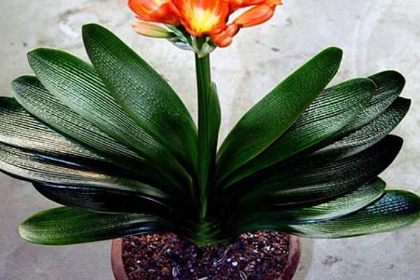 君子兰属于什么植物，属多年生草本植物