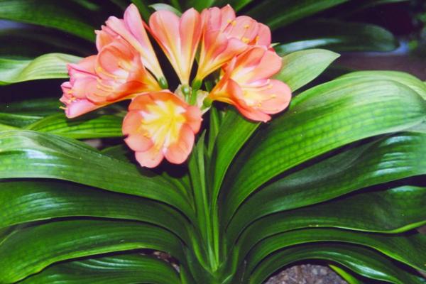 君子兰属于什么植物，属多年生草本植物