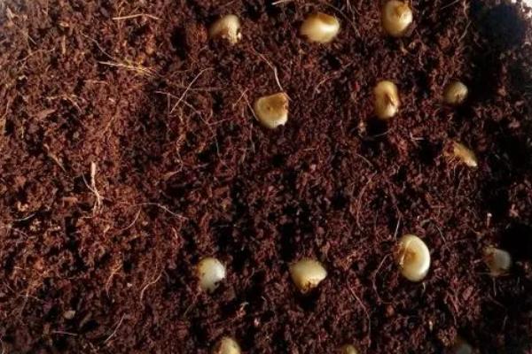 君子兰属于什么植物，属多年生草本植物
