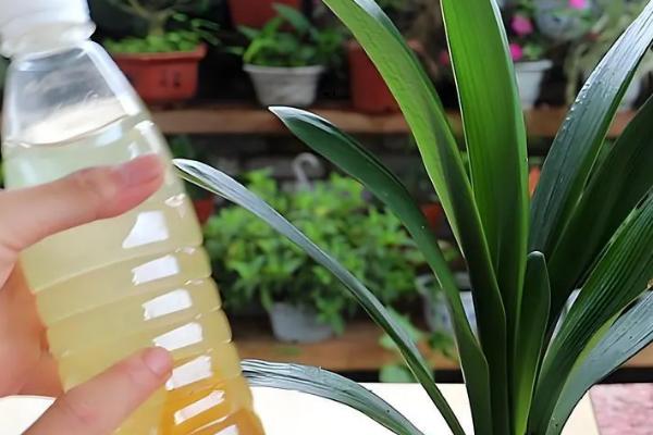 君子兰属于什么植物，属多年生草本植物