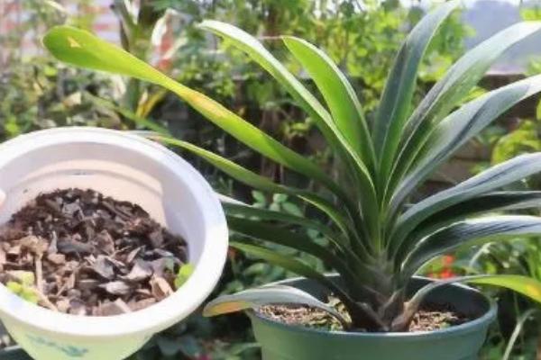 君子兰属于什么植物，属多年生草本植物