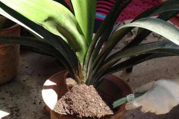 君子兰属于什么植物，属多年生草本植物