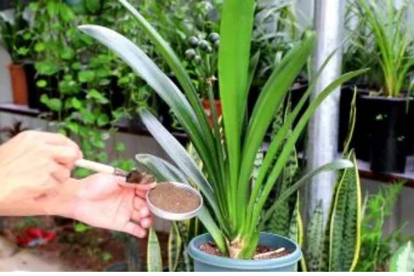 君子兰属于什么植物，属多年生草本植物