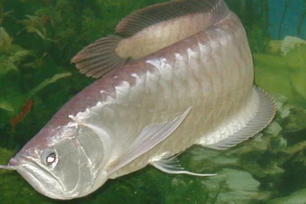 银龙鱼好不好养，属于比较好养的鱼类