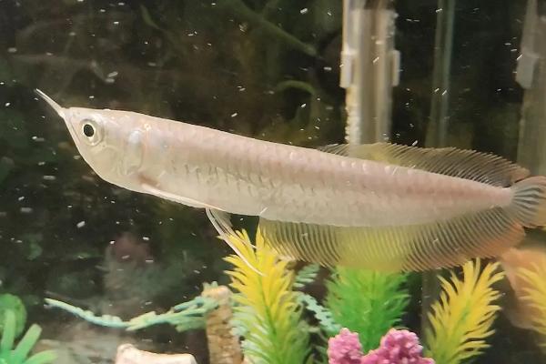 银龙鱼好不好养，属于比较好养的鱼类