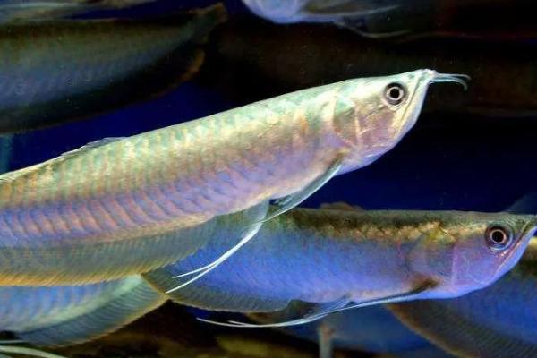 银龙鱼好不好养，属于比较好养的鱼类