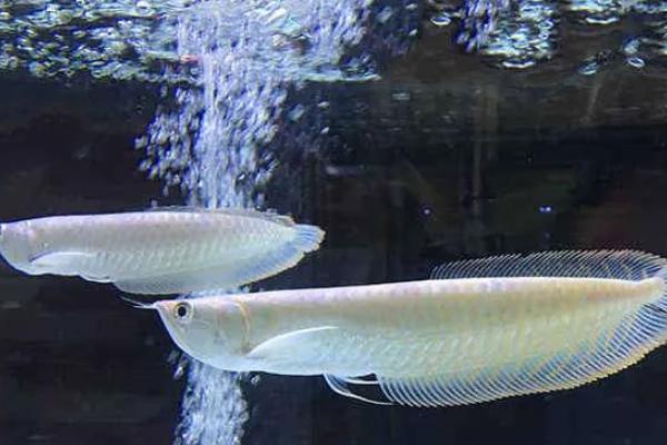 银龙鱼好不好养，属于比较好养的鱼类