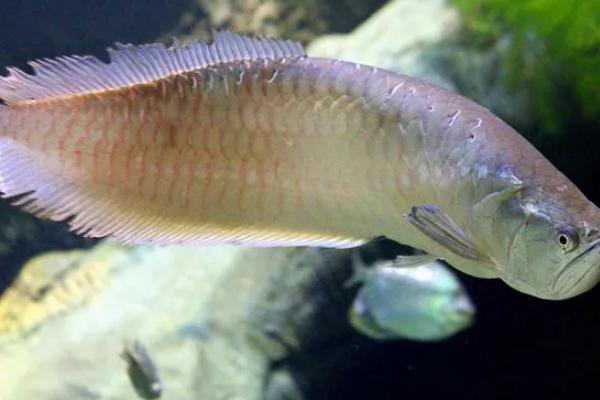 银龙鱼好不好养，属于比较好养的鱼类