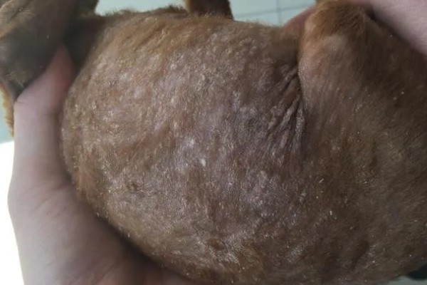 狗狗皮肤增厚发黑的原因，可能是真菌感染所致