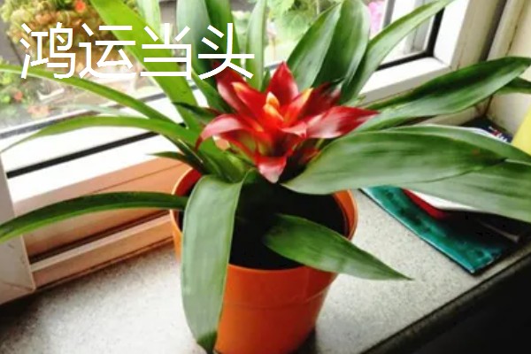 春节有哪些盆栽开花，常见的有鸿运当头、君子兰等