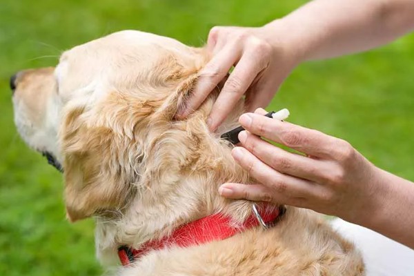 狗狗皮肤增厚发黑的原因，可能是真菌感染所致