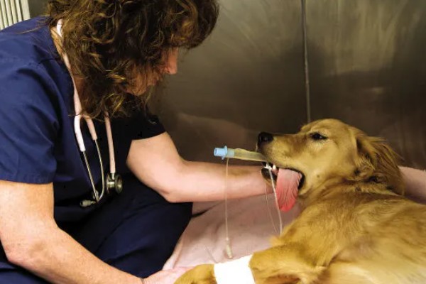 狗狗皮肤增厚发黑的原因，可能是真菌感染所致