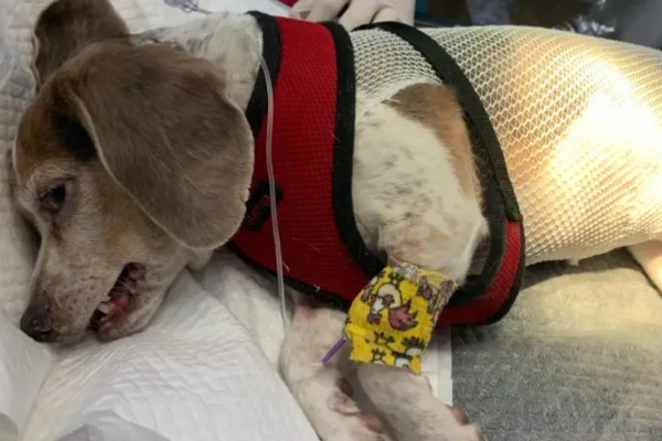 狗狗皮肤增厚发黑的原因，可能是真菌感染所致