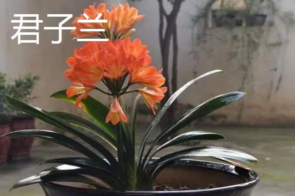 春节有哪些盆栽开花，常见的有鸿运当头、君子兰等