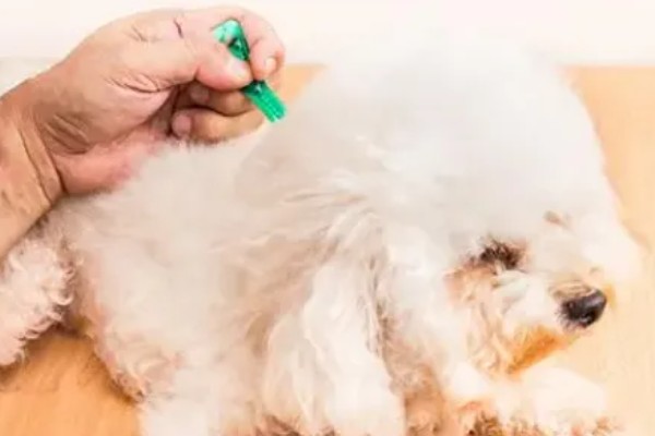 狗狗皮肤增厚发黑的原因，可能是真菌感染所致