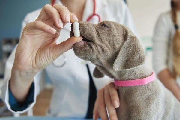 狗狗皮肤增厚发黑的原因，可能是真菌感染所致