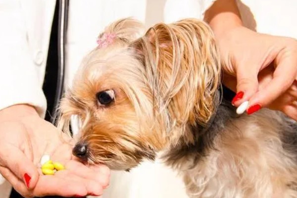 狗狗皮肤增厚发黑的原因，可能是真菌感染所致