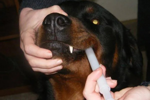 狗狗皮肤增厚发黑的原因，可能是真菌感染所致